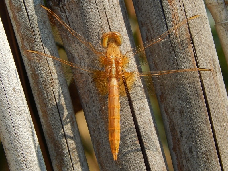 Crocothemis erythraea, maschio immaturo